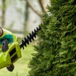 Small Tree or Hedge Trimming