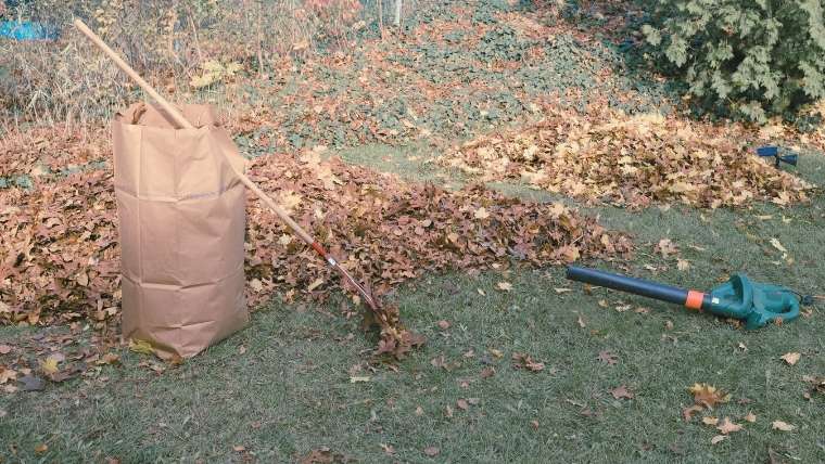 Leaf Cleanup